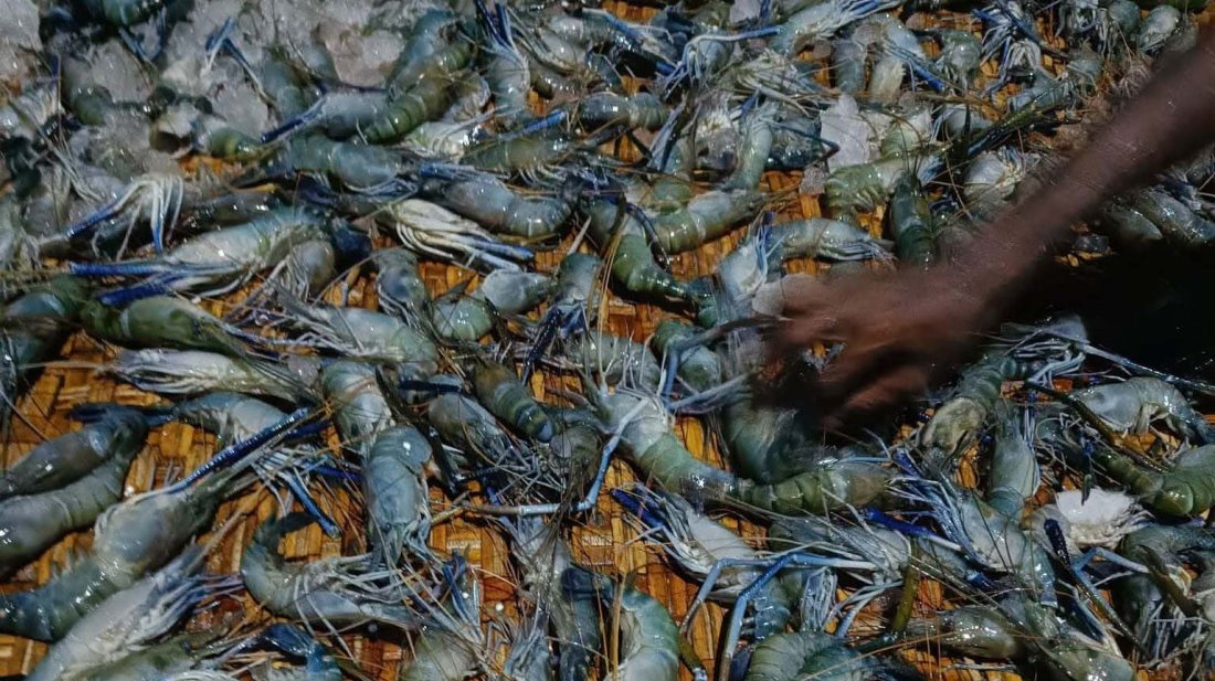 চাঁদপুরে জেলিযুক্ত ১৮০ কেজি চিংড়ি জব্দ